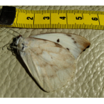 Vlinder Appias Lalassis